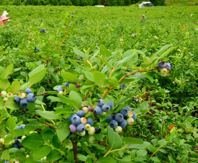 Berry and vegetable planting (blueberries, strawberries, open-air vegetables)